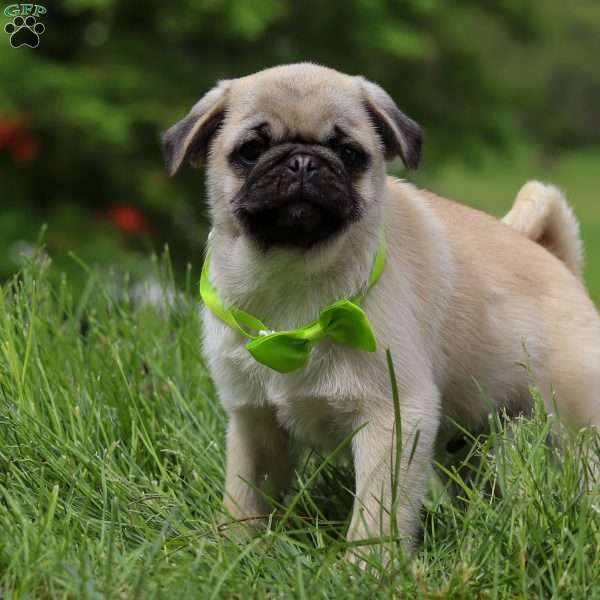 Alan, Pug Puppy